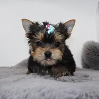 AKC Willow, a male Yorkshire Terrier for sale in Los Angeles, CA – Photo 4 of 5