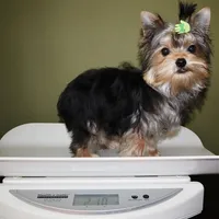 Aspen, a male Yorkshire Terrier for sale in Los Angeles, CA – Photo 5 of 5