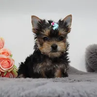 AKC Willow, a male Yorkshire Terrier for sale in Los Angeles, CA – Photo 3 of 5