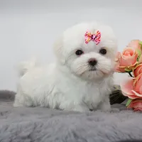 Tiny girl Bambi, a female Maltese for sale in Los Angeles, CA – 3 of 5