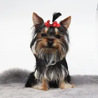 Micro girl Pixel, a female Yorkshire Terrier for sale in Los Angeles, CA – 4 of 5