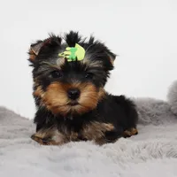 Kirby, a male Yorkshire Terrier for sale in Los Angeles, CA – 4 of 5