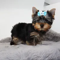 Kirby, a male Yorkshire Terrier for sale in Los Angeles, CA – 2 of 5