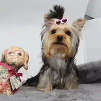 Ash, a female Yorkshire Terrier for sale in Los Angeles, CA – 3 of 5