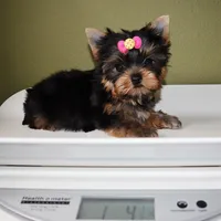 Tiny Hazel, a female Yorkshire Terrier for sale in Los Angeles, CA – 5 of 5