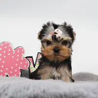 Juno, a female Yorkshire Terrier for sale in Los Angeles, CA – Photo 2 of 5