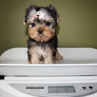 Juno, a female Yorkshire Terrier for sale in Los Angeles, CA – Photo 5 of 5