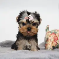 Juno, a female Yorkshire Terrier for sale in Los Angeles, CA – Photo 3 of 5