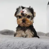 Juno, a female Yorkshire Terrier for sale in Los Angeles, CA – Photo 4 of 5