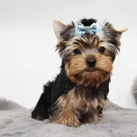 Winnie, a male Yorkshire Terrier for sale in Los Angeles, CA – 2 of 5