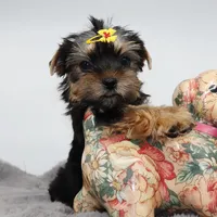 Moonpie, a female Yorkshire Terrier for sale in Los Angeles, CA – 3 of 5
