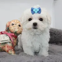 Milo, a male Maltese for sale in Los Angeles, CA – 4 of 5