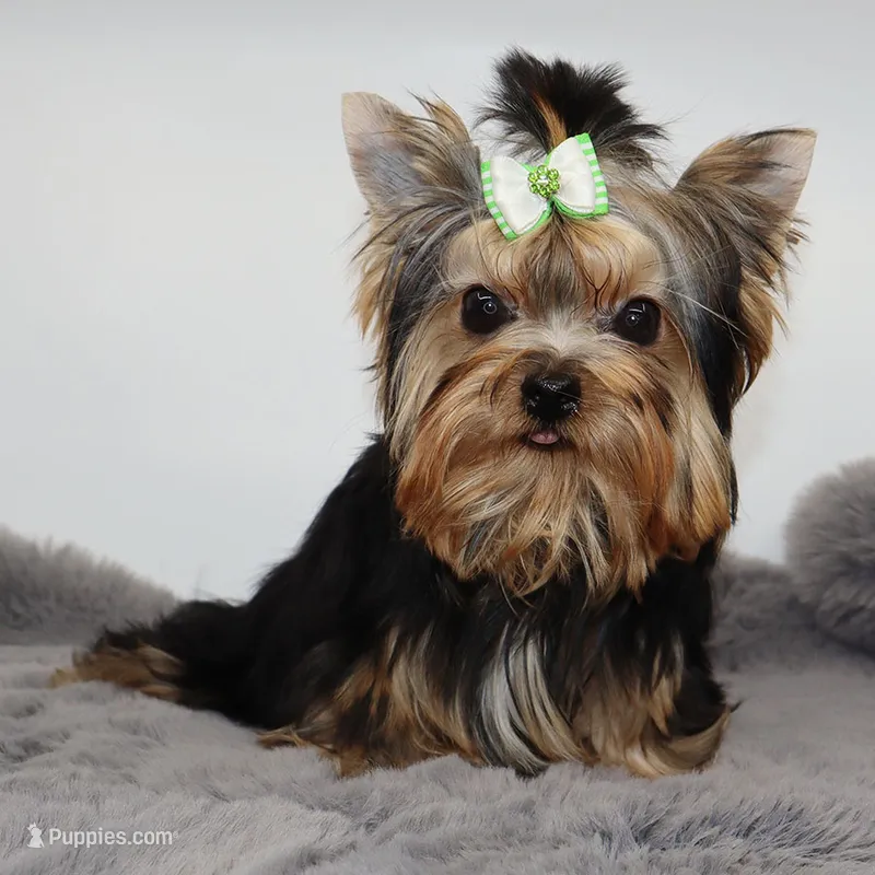 Django – Yorkshire Terrier puppy for sale in Los Angeles, CA