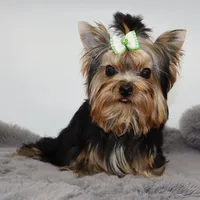Django, a male Yorkshire Terrier for sale in Los Angeles, CA – 1 of 5
