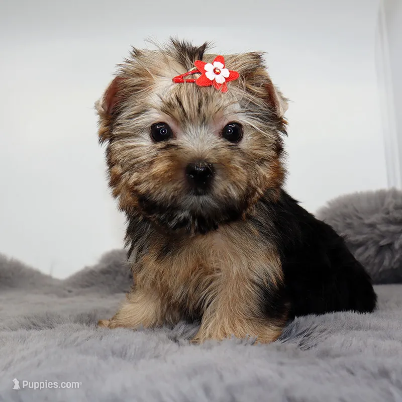 Goldie – Yorkshire Terrier puppy for sale in Los Angeles, CA