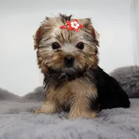 Goldie, a female Yorkshire Terrier for sale in Los Angeles, CA – 1 of 5