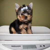 AKC Moonshine, a male Yorkshire Terrier for sale in Los Angeles, CA – 5 of 5