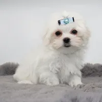 Mozzarella , a male Maltese for sale in Los Angeles, CA – 2 of 5
