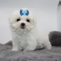 Milo, a male Maltese for sale in Los Angeles, CA – 2 of 5