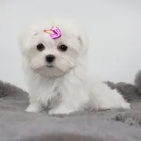 Tiny Moonflower, a female Maltese for sale in Los Angeles, CA – 3 of 4
