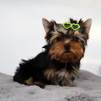 Django, a male Yorkshire Terrier for sale in Los Angeles, CA – 4 of 5