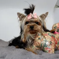 Micro girl Mia, a female Yorkshire Terrier for sale in Los Angeles, CA – 4 of 5