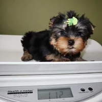 Kirby, a male Yorkshire Terrier for sale in Los Angeles, CA – 5 of 5