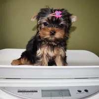 Quinoa, a female Yorkshire Terrier for sale in Los Angeles, CA – 5 of 5