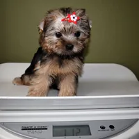 Goldie, a female Yorkshire Terrier for sale in Los Angeles, CA – 5 of 5
