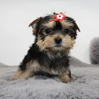 AKC Lottie, a female Yorkshire Terrier for sale in Los Angeles, CA – Photo 2 of 5