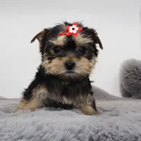 AKC Lottie, a female Yorkshire Terrier for sale in Los Angeles, CA – Photo 4 of 5