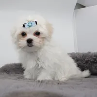 Mozzarella , a male Maltese for sale in Los Angeles, CA – 1 of 5