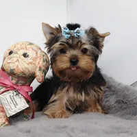 Winnie, a male Yorkshire Terrier for sale in Los Angeles, CA – 1 of 5