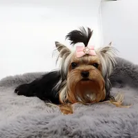 Micro girl Mia, a female Yorkshire Terrier for sale in Los Angeles, CA – 2 of 5
