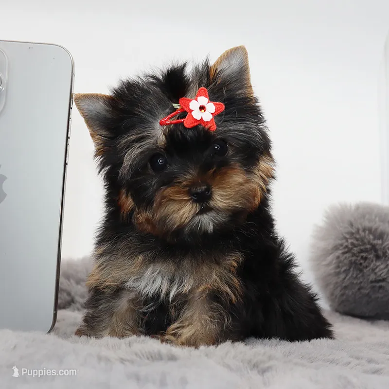 Micro girl Tootsie – Yorkshire Terrier puppy for sale in Los Angeles, CA
