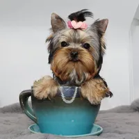 Micro girl Mia, a female Yorkshire Terrier for sale in Los Angeles, CA – Photo 3 of 5