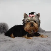 Micro girl Mia, a female Yorkshire Terrier for sale in Los Angeles, CA – Photo 1 of 5