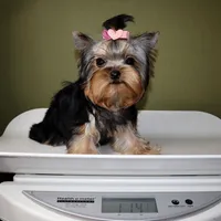 Micro girl Mia, a female Yorkshire Terrier for sale in Los Angeles, CA – Photo 5 of 5