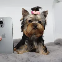Micro girl Mia, a female Yorkshire Terrier for sale in Los Angeles, CA – Photo 2 of 5