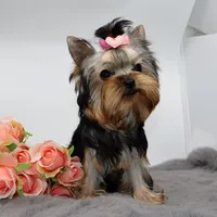 Micro girl Mia, a female Yorkshire Terrier for sale in Los Angeles, CA – Photo 4 of 5