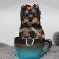 Micro girl Joan, a female Yorkshire Terrier for sale in Los Angeles, CA – 3 of 5