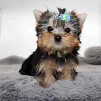 Scout, a male Yorkshire Terrier for sale in Los Angeles, CA – 3 of 5