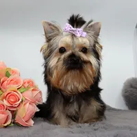 Bluey, a female Yorkshire Terrier for sale in Los Angeles, CA – 4 of 5
