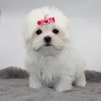 Lumi, a female Maltese for sale in Los Angeles, CA – 3 of 5