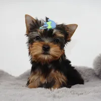AKC Olive, a male Yorkshire Terrier for sale in Los Angeles, CA – 2 of 5