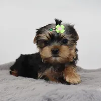 Dormammu, a male Yorkshire Terrier for sale in Los Angeles, CA – 2 of 5