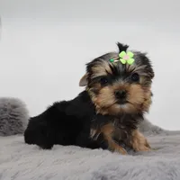 Dormammu, a male Yorkshire Terrier for sale in Los Angeles, CA – 3 of 5