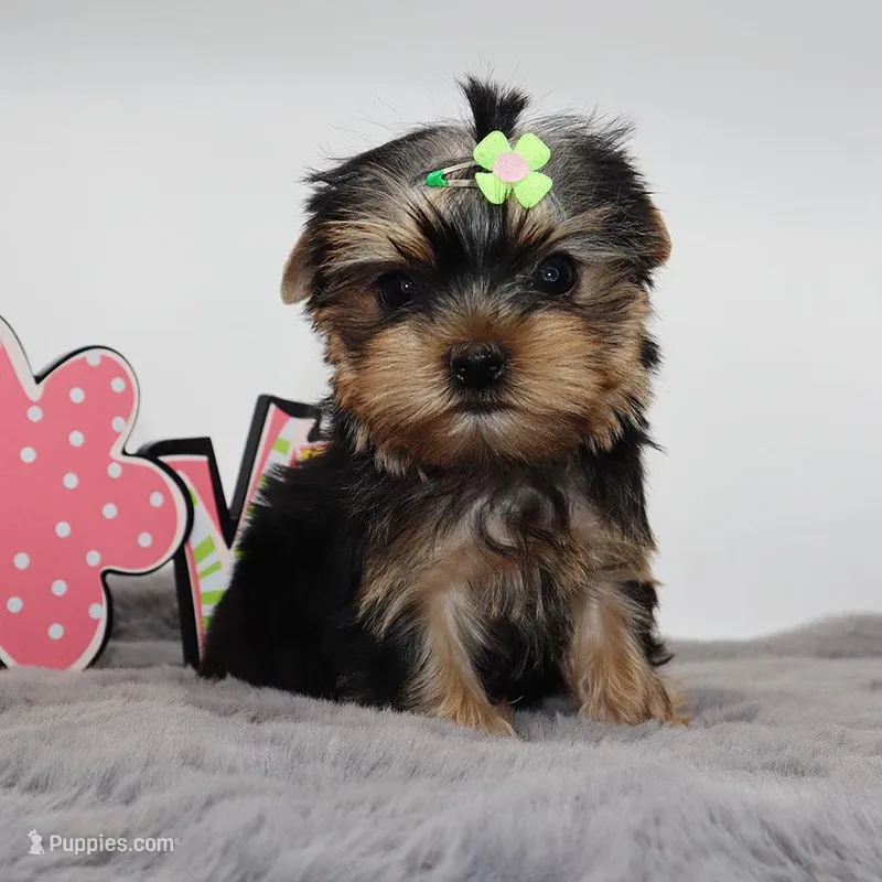 Dormammu – Yorkshire Terrier puppy for sale in Los Angeles, CA
