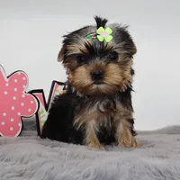 Dormammu, a male Yorkshire Terrier for sale in Los Angeles, CA – 1 of 5