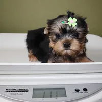 Dormammu, a male Yorkshire Terrier for sale in Los Angeles, CA – 5 of 5